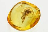 Detailed Fossil Spider and Fungus Gnat in Baltic Amber #352840-1